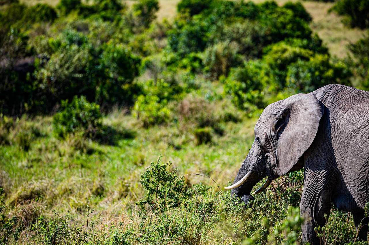 Elephant Calf Big Five - Free photo on Pixabay - Pixabay