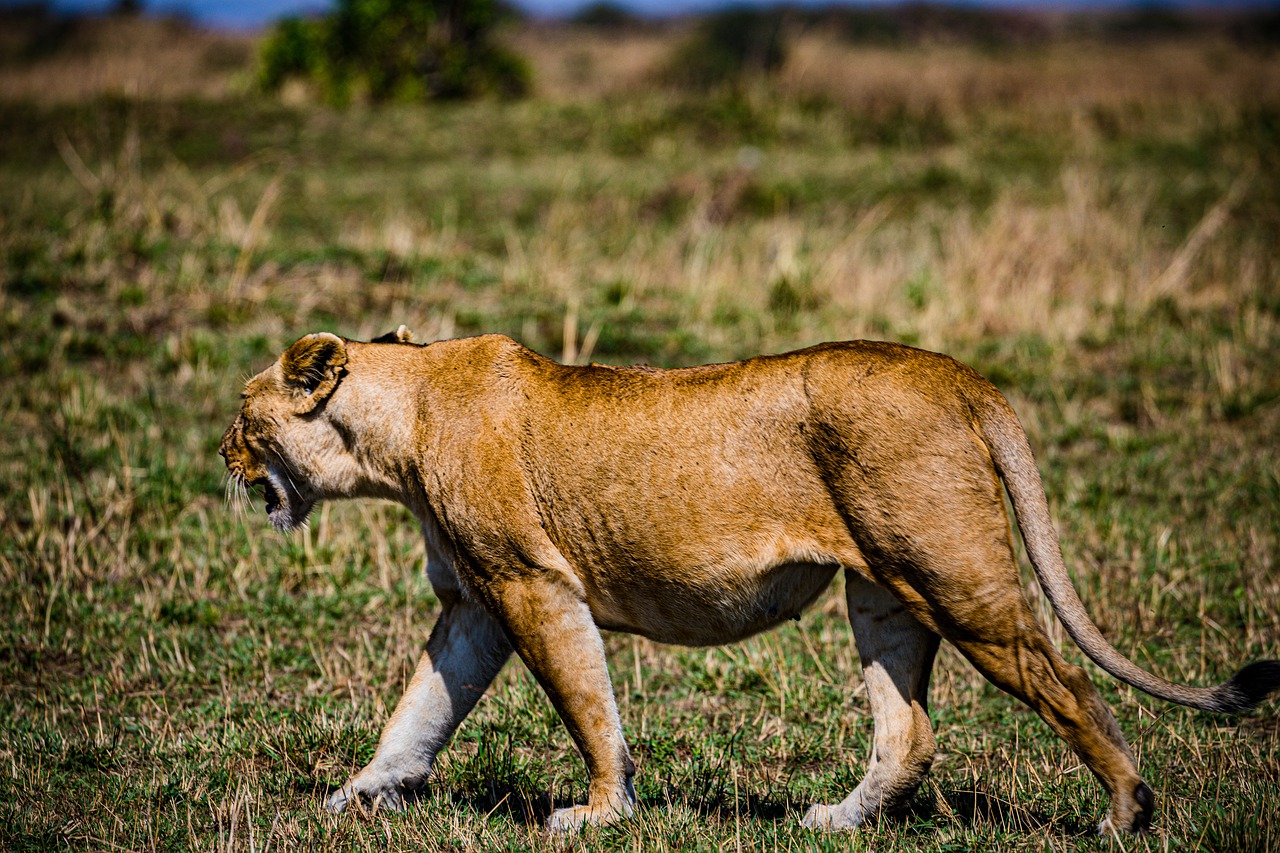 Lion Félin Mammifère Sur Le - Photo gratuite sur Pixabay - Pixabay