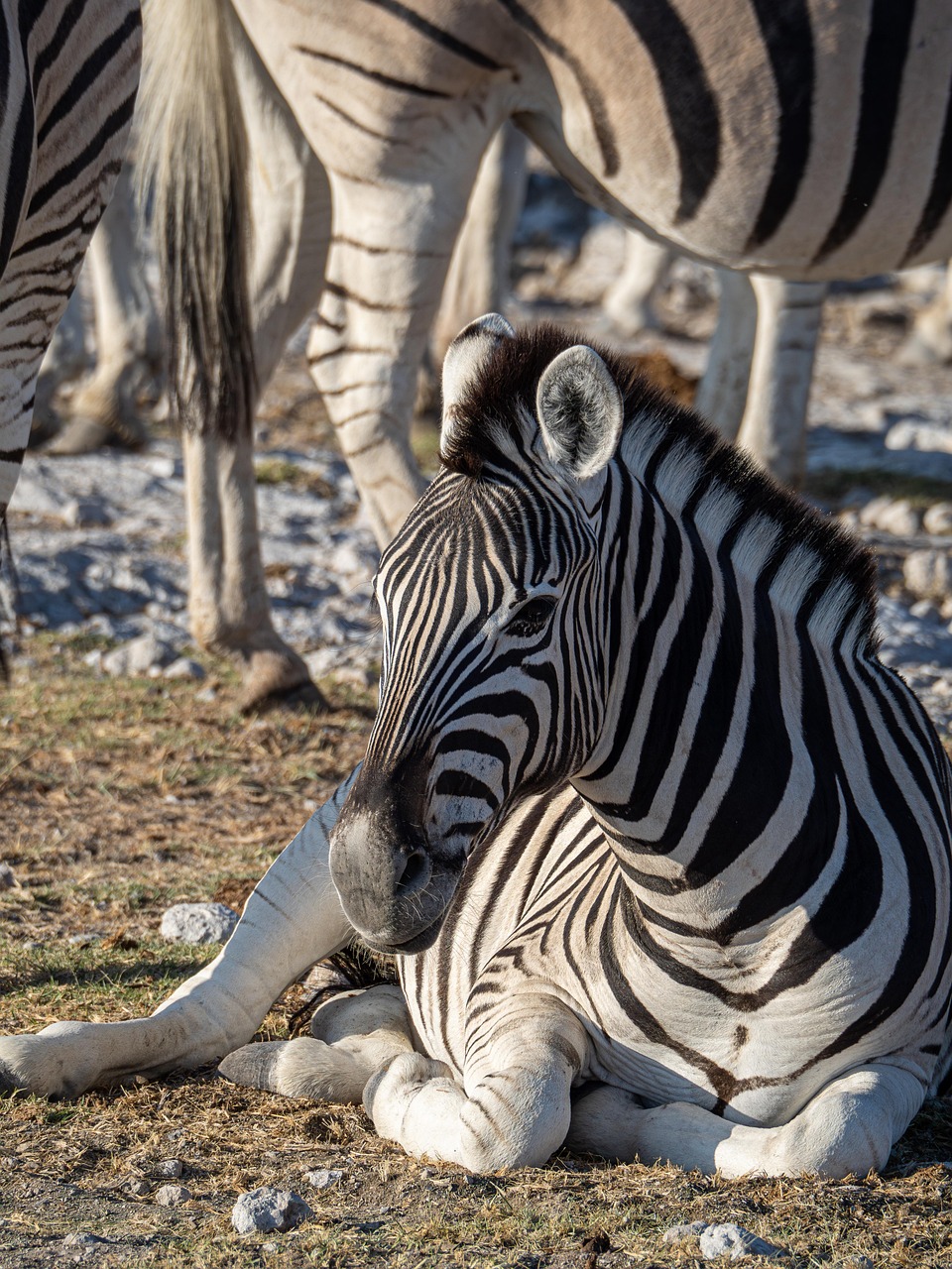 Zebra Wildlife Wilderness - Free photo on Pixabay - Pixabay