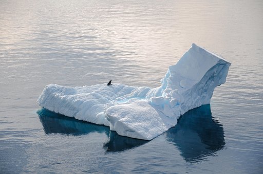 Antártica, Selo, Iceberg, Frio, Gelo