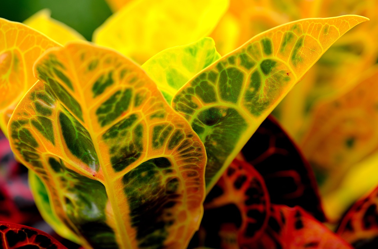 croton, leaves, plant, foliage, colorful, patterned, nature