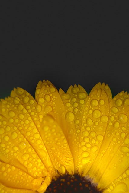 Free Transvaal Daisy Flower photo and picture