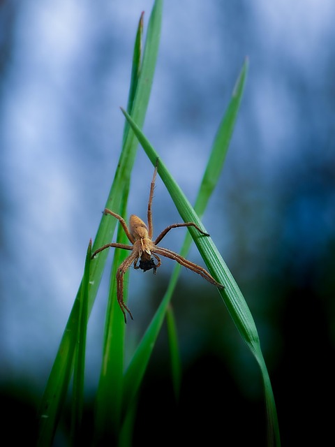 Free Spider Arachnid photo and picture