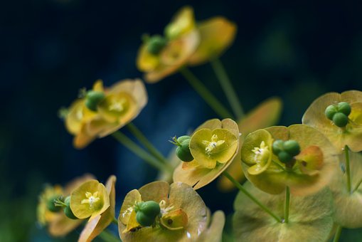 Free Flower Buds Yellow Flowers photo and picture