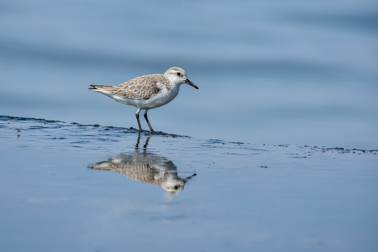 1,400,000+ Free Nature Reflection & Reflection Images - Pixabay
