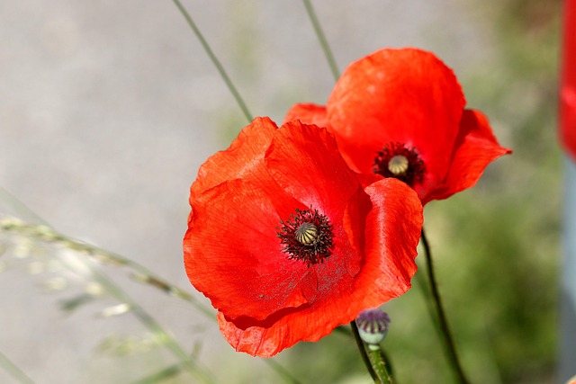 Free Poppy Red Flowers photo and picture