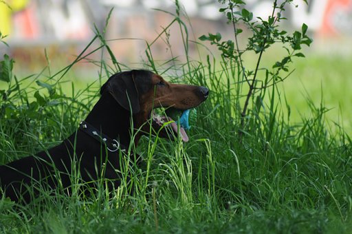 Free Dog Pet photo and picture