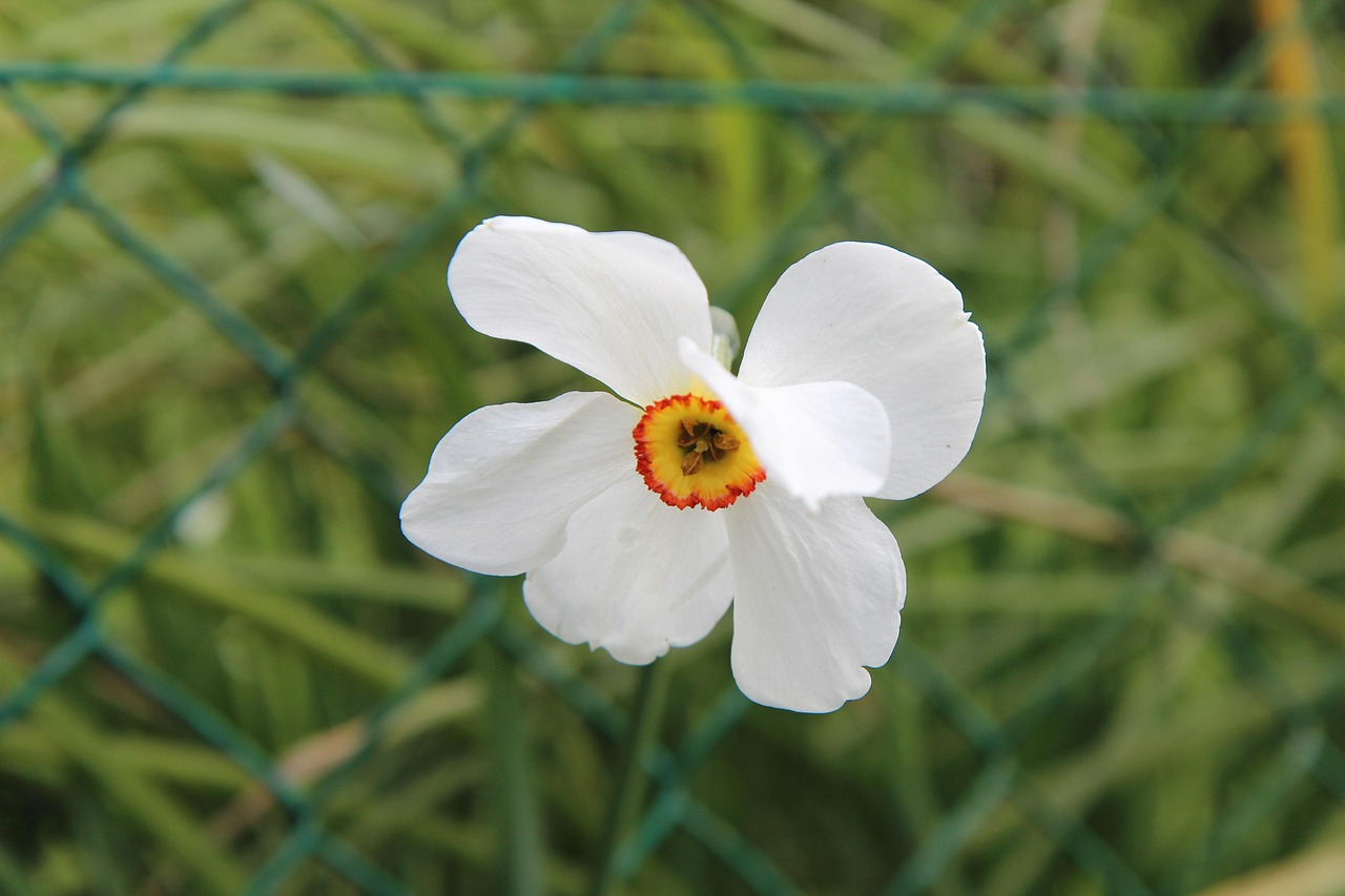 Narcissus Daffodil Flower White - Free photo on Pixabay - Pixabay