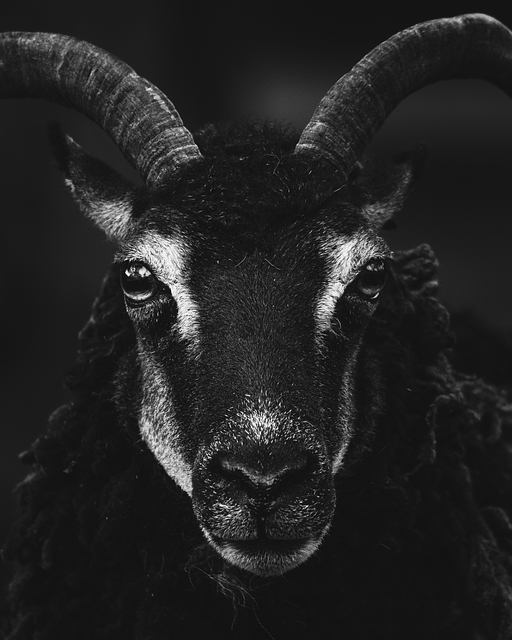 Free Animals Nature illustration and picture