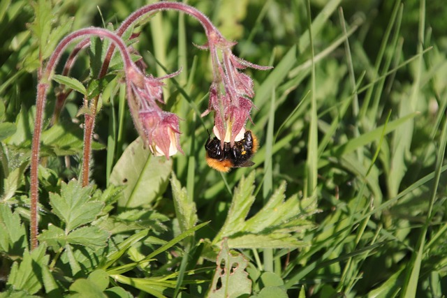 Free Ditch Float Bumble-Bee photo and picture