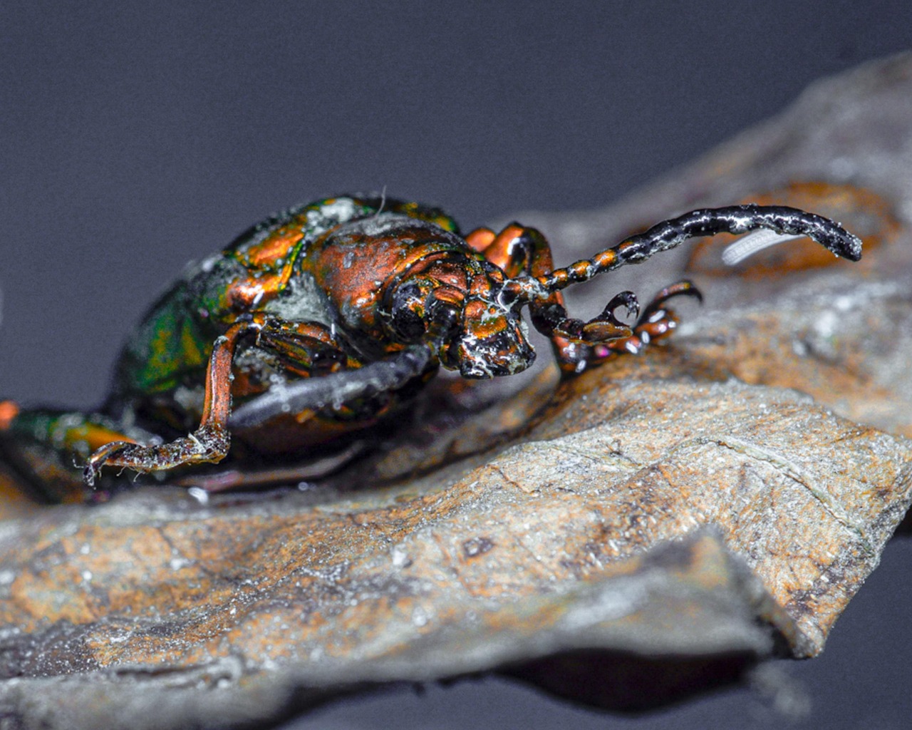 Macro Bug Insect - Free photo on Pixabay - Pixabay