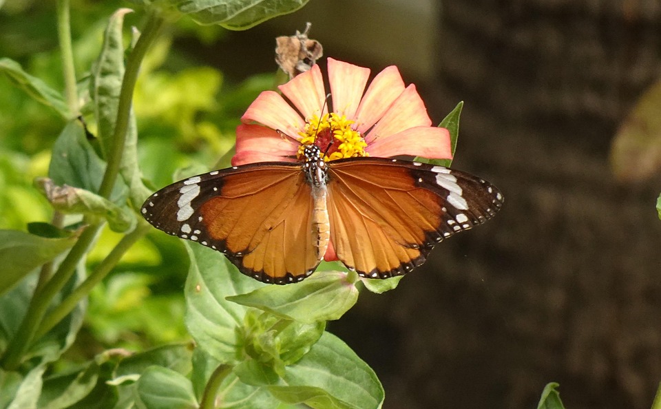 Plain Tiger Butterfly Insect - Free photo on Pixabay - Pixabay