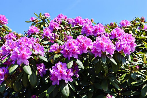 Free Rhododendron Blossom photo and picture