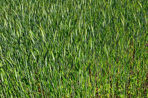 Free Early Summer Green photo and picture
