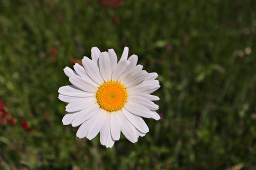 Free Marguerite Daisy Daisy photo and picture