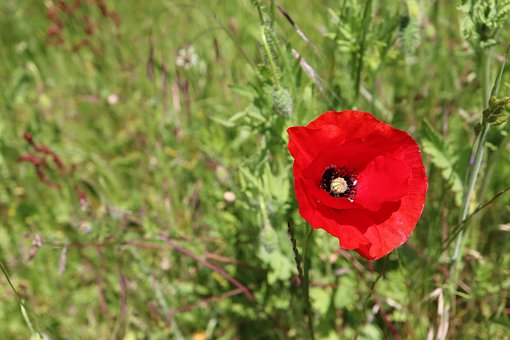 Free Poppy Flower Blossom photo and picture