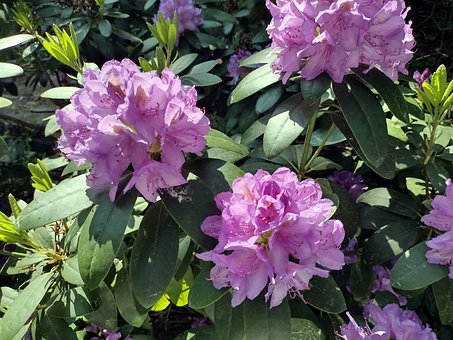 Free Flower Blossom photo and picture