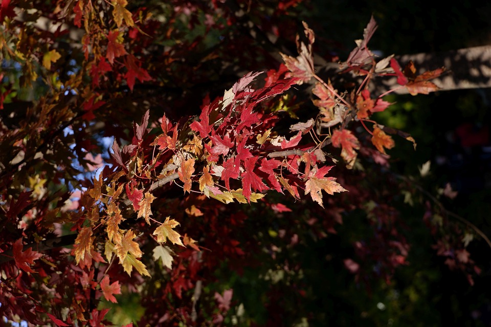 Maple Tree Autumn Leaves - Free photo on Pixabay - Pixabay