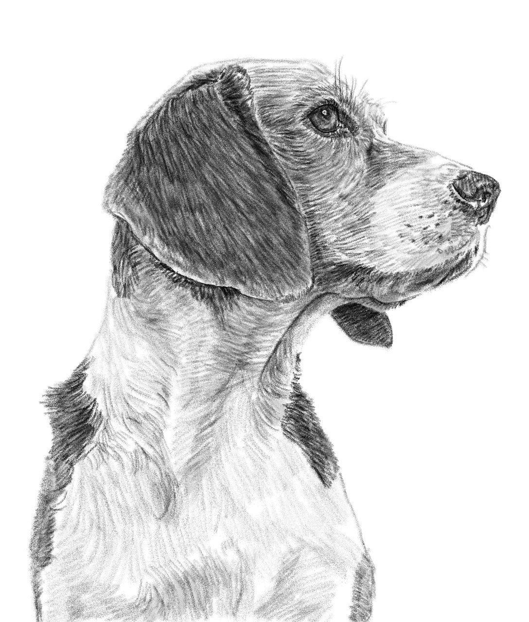 80 000 Free Dogs Drawings Dog Images Pixabay