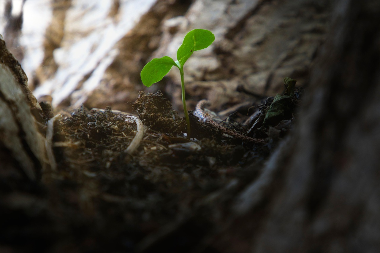 Frühling Holz Sprießen - Kostenloses Foto auf Pixabay - Pixabay