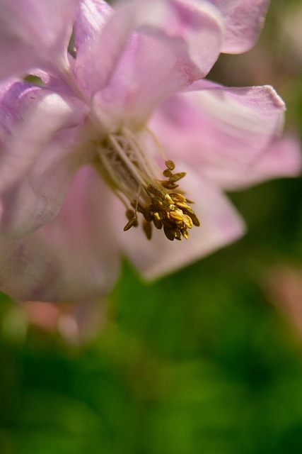 Free Flower Purple Flower photo and picture