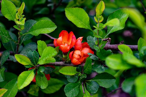 Berberis, Bloemen, Berberis Vulgaris