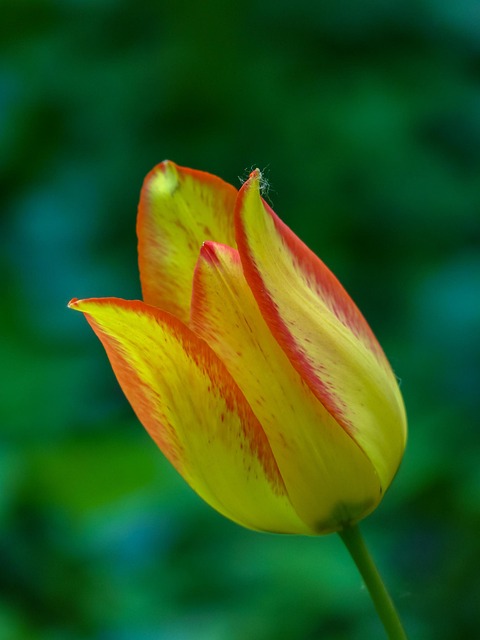 Tulipán, Jar, Kvetina, Príroda, Flora