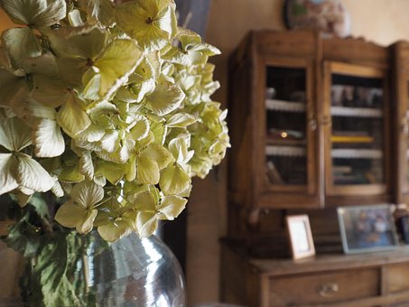 Free Hydrangea Flowers photo and picture