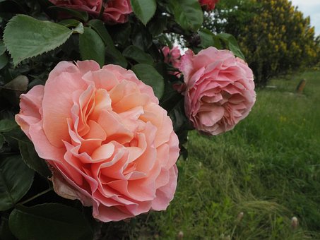 Free Flowers Peach Flowers photo and picture