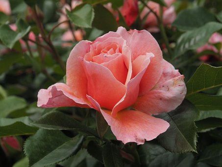 Free Flower Rose photo and picture