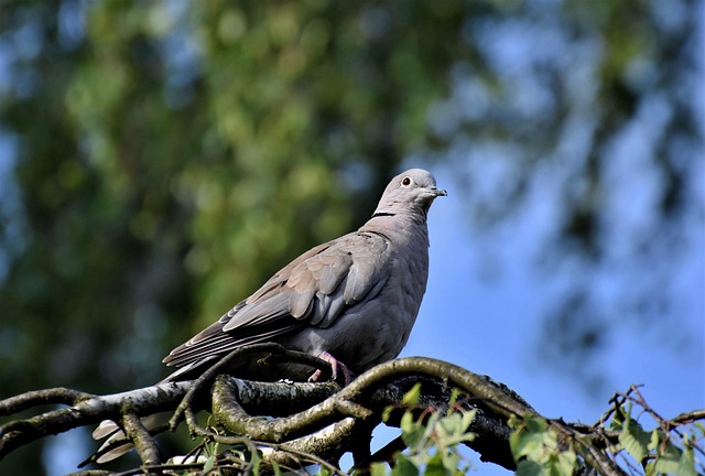 Free Bird Dove photo and picture