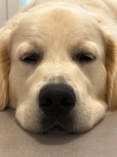 Free Dog Domestic Animal photo and picture