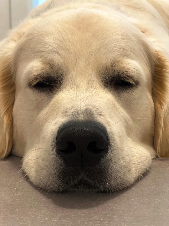 狗 家畜 家犬 - Pixabay上的免费照片 - Pixabay