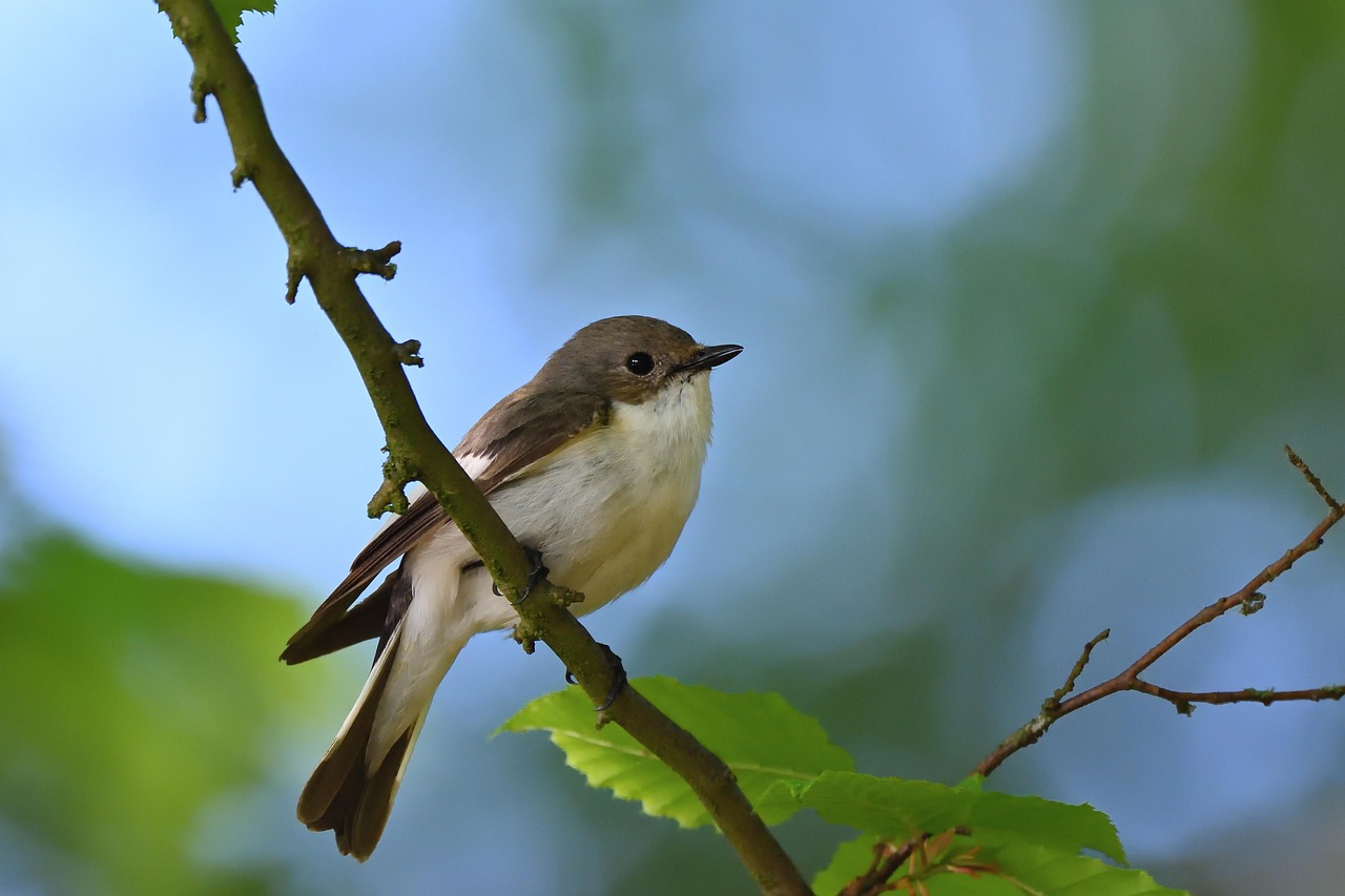鳥 鳥類学 マダラヒタキ - Pixabayの無料写真 - Pixabay