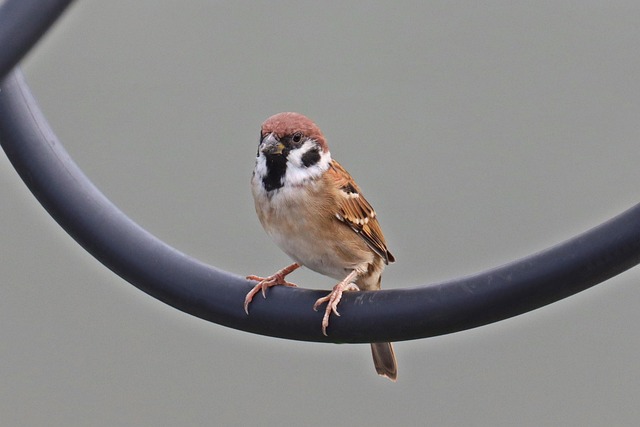 Vogel, Mus, Dieren, Dieren In Het Wild