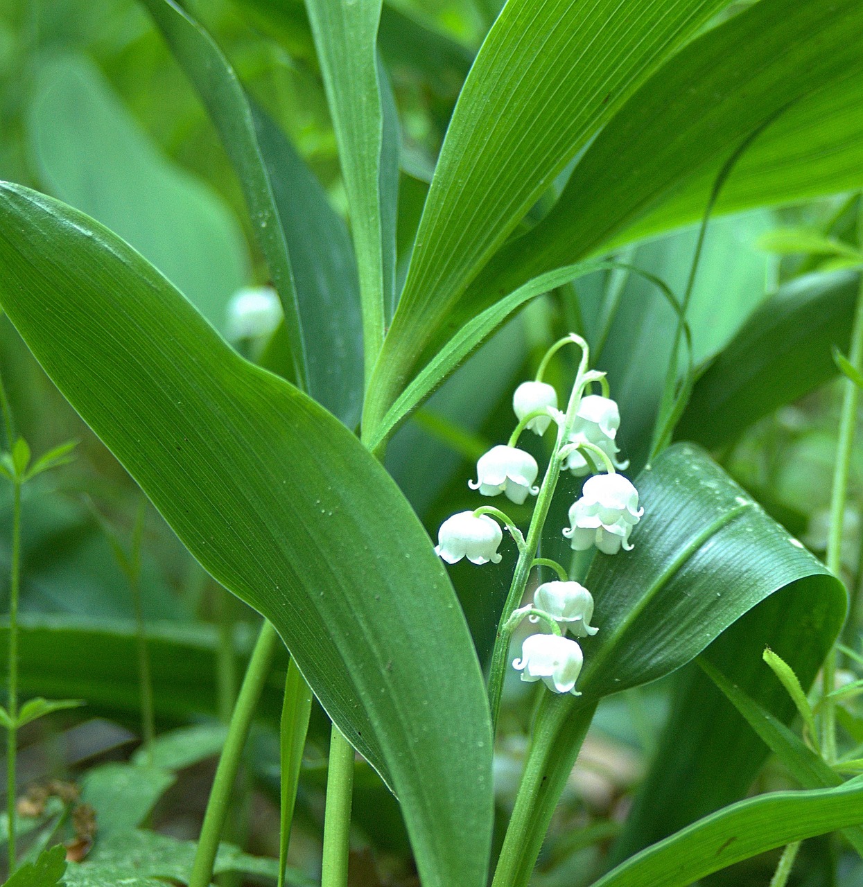 Lily Of The Valley Flower Nature - Free photo on Pixabay - Pixabay
