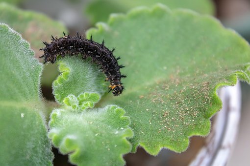 Free Caterpillar Black photo and picture