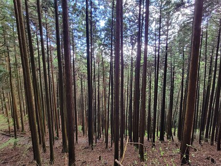 Wald, Japan, Baum, Natur, Landschaft