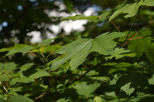 Free Chestnut Leaves photo and picture