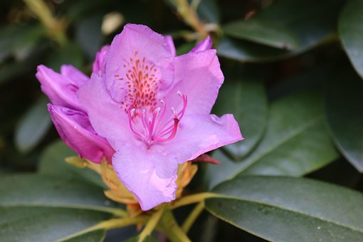 Free Rhododendron Blossom photo and picture