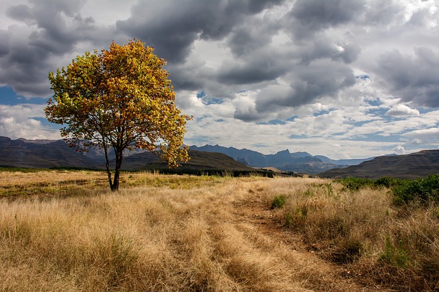 Árbol, Nubes, Campo, La Carretera, Otoño