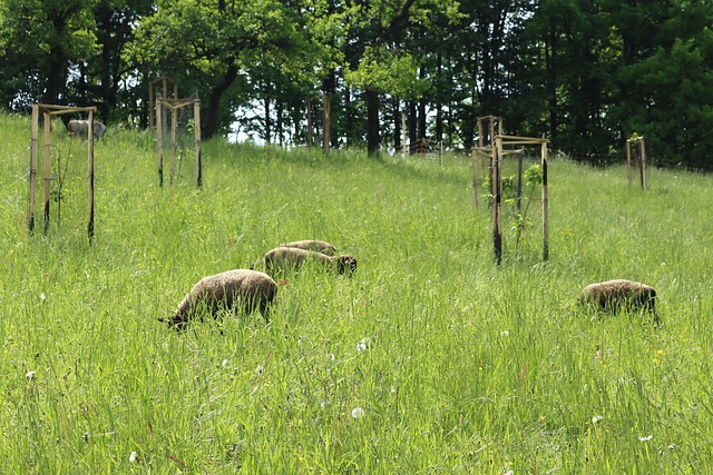 Ovelha, Animais, Fazenda