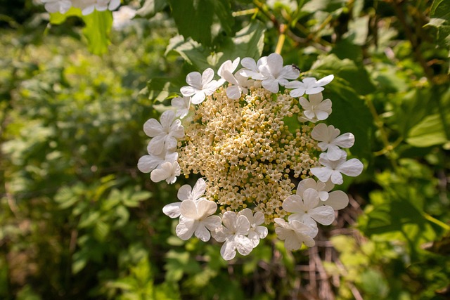 Blumen, Natur, Frühling, Garten, Botanik