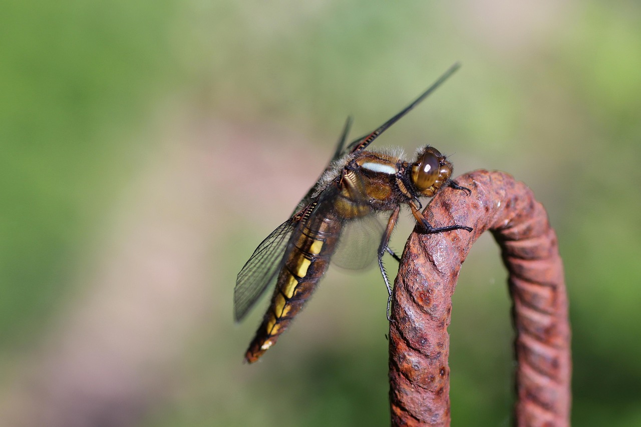 Libellule Insecte Volant - Photo gratuite sur Pixabay - Pixabay