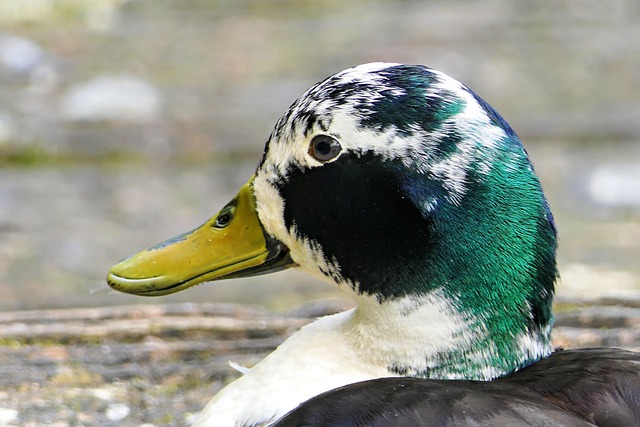 Vogel, Stockente, Vogelkunde, Ente