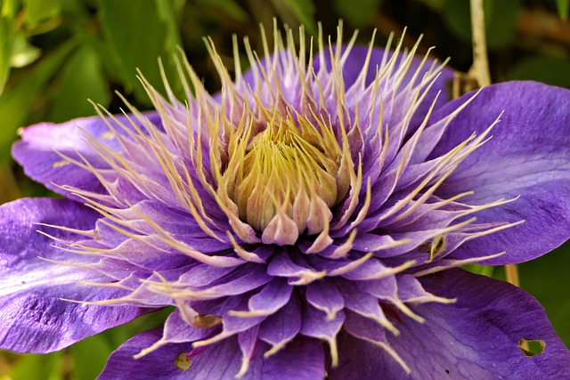 Violette Clematis, Clematis, Waldrebe