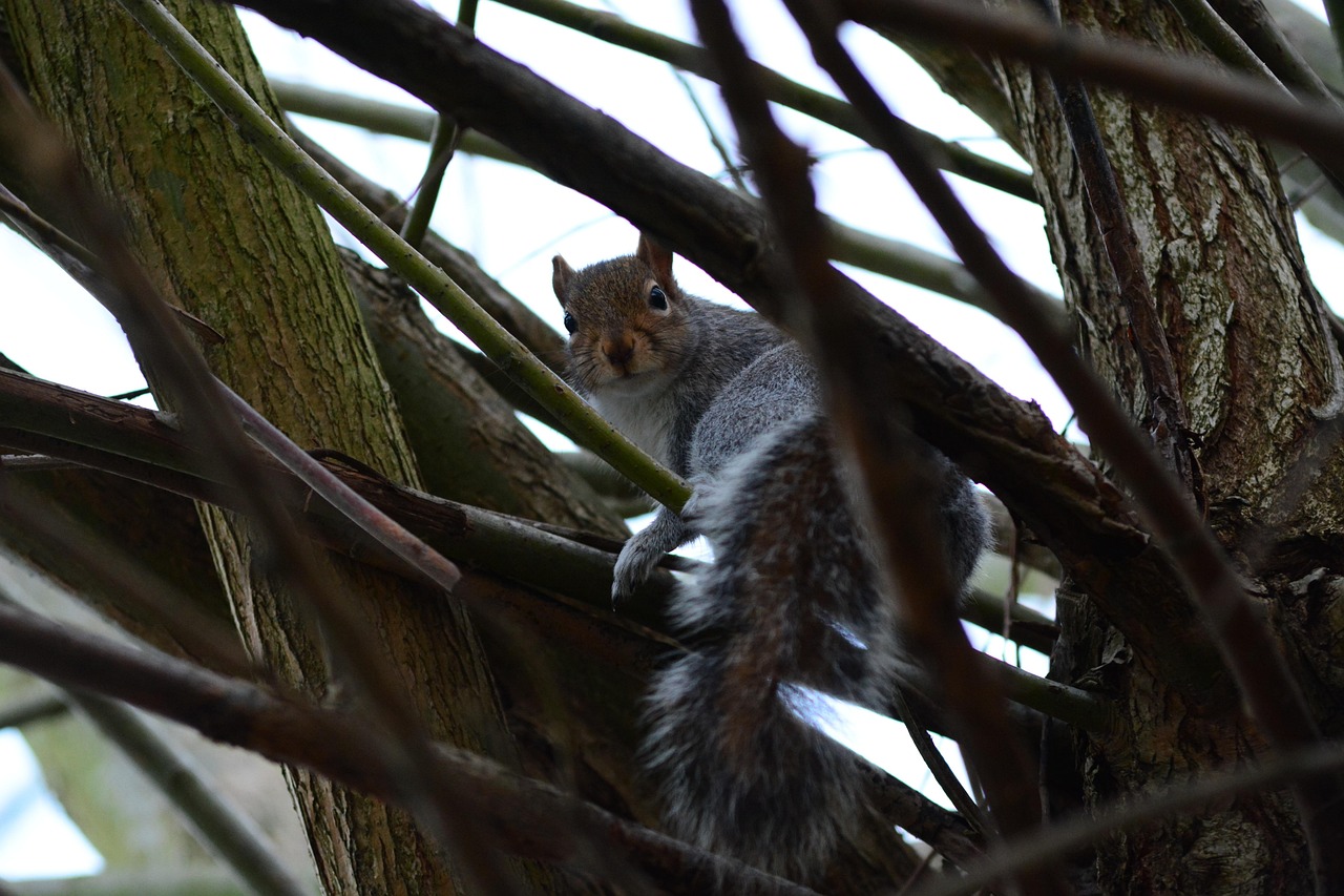 Squirrel Rodent Wildlife Free photo on Pixabay Pixabay
