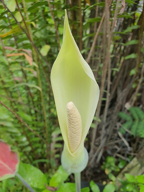 Natură, Floare, Planta Ornamentala