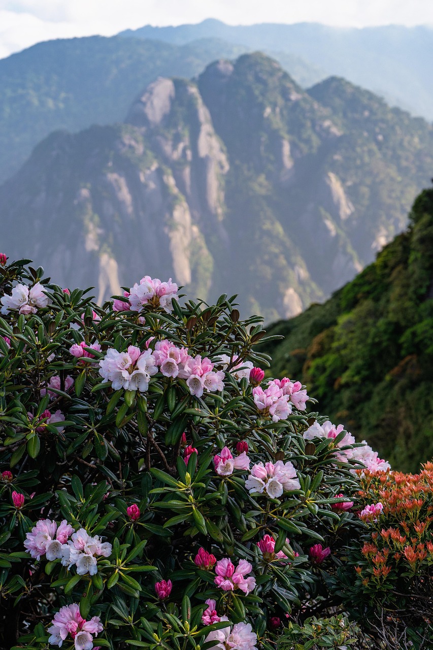 Plant Rhododendron Yakushima - Free photo on Pixabay