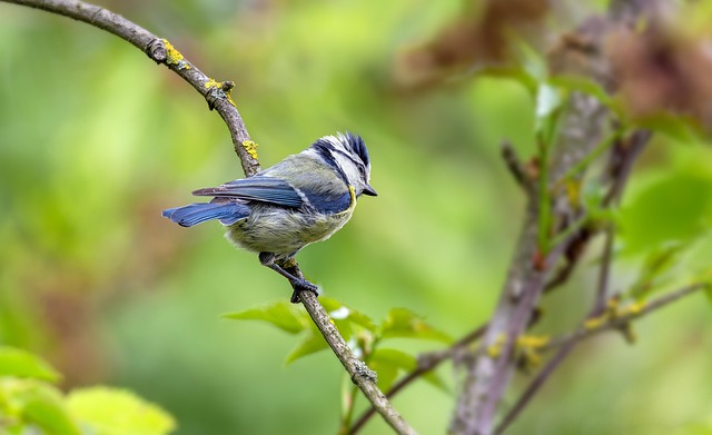シジュウカラ 青シジュウカラ 鳥 - Pixabayの無料写真 - Pixabay